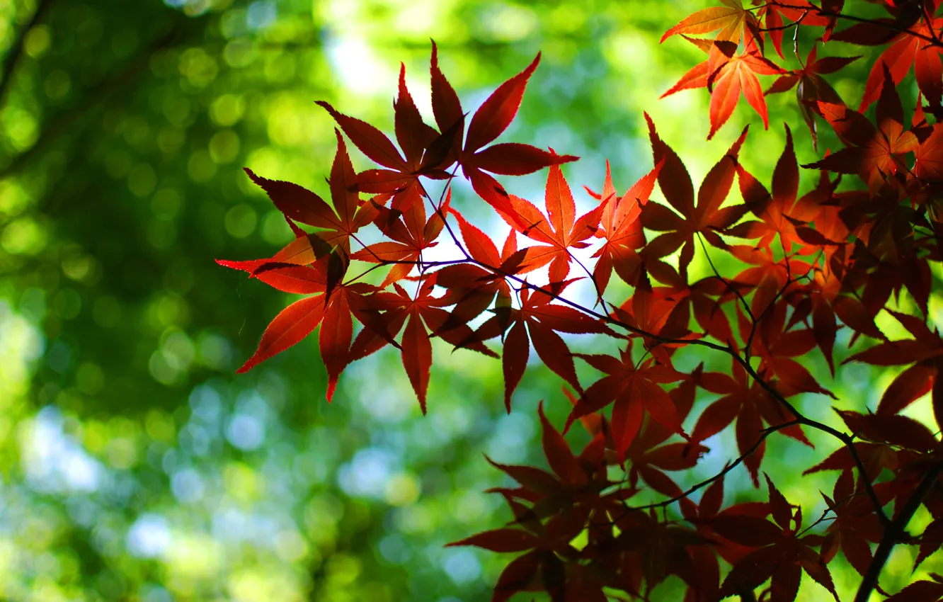 Фото обои зелень, осень, листья, деревья, красный, природа, зеленый, дерево