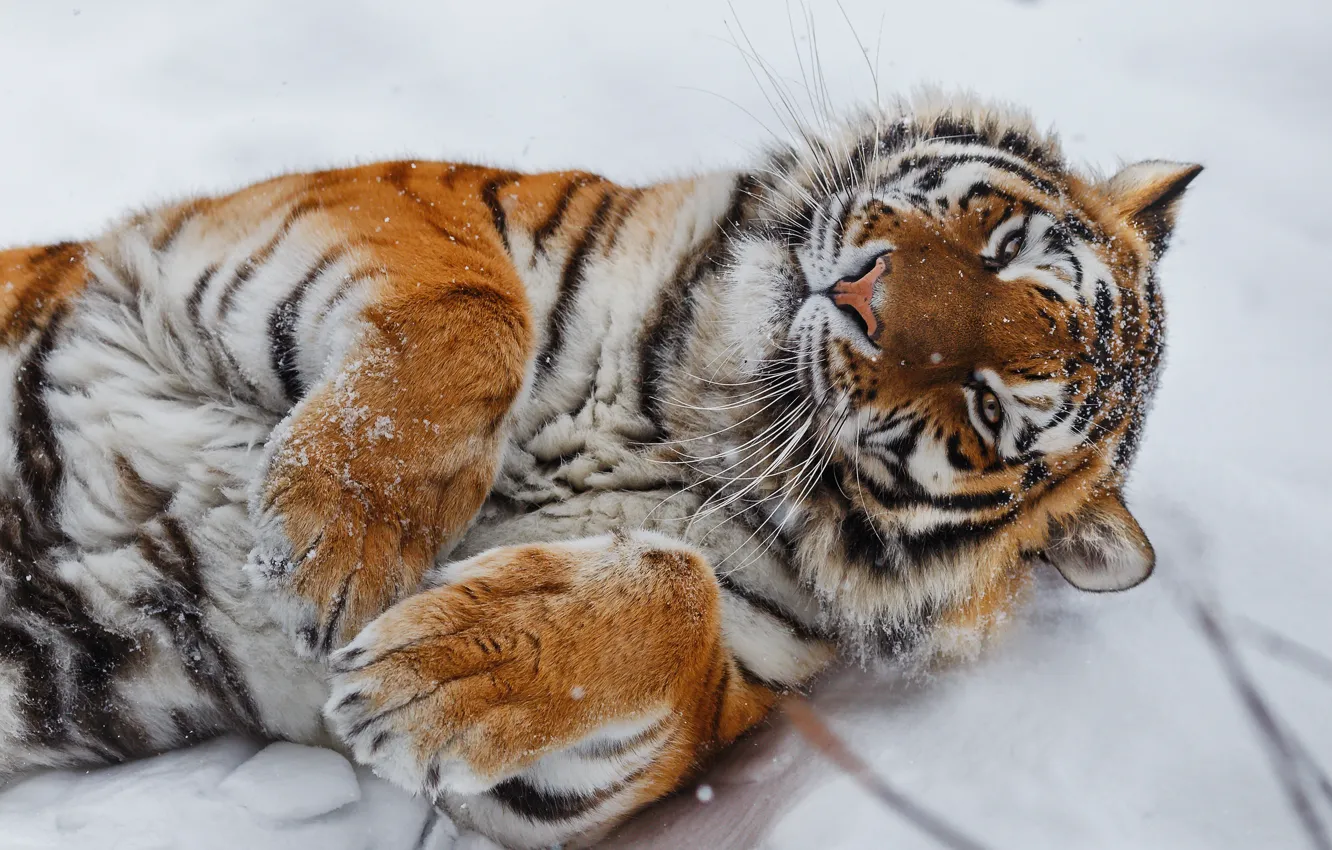 Фото обои снег, тигр, лапы, дикая кошка, Олег Богданов