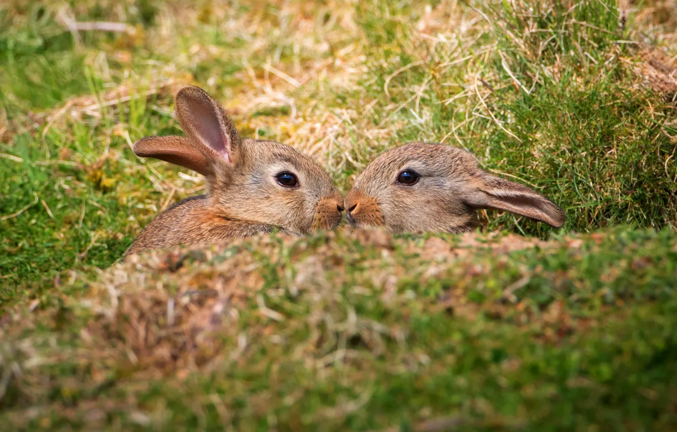 Фото обои поле, трава, природа, весна, кролик, кролики, малыши, парочка