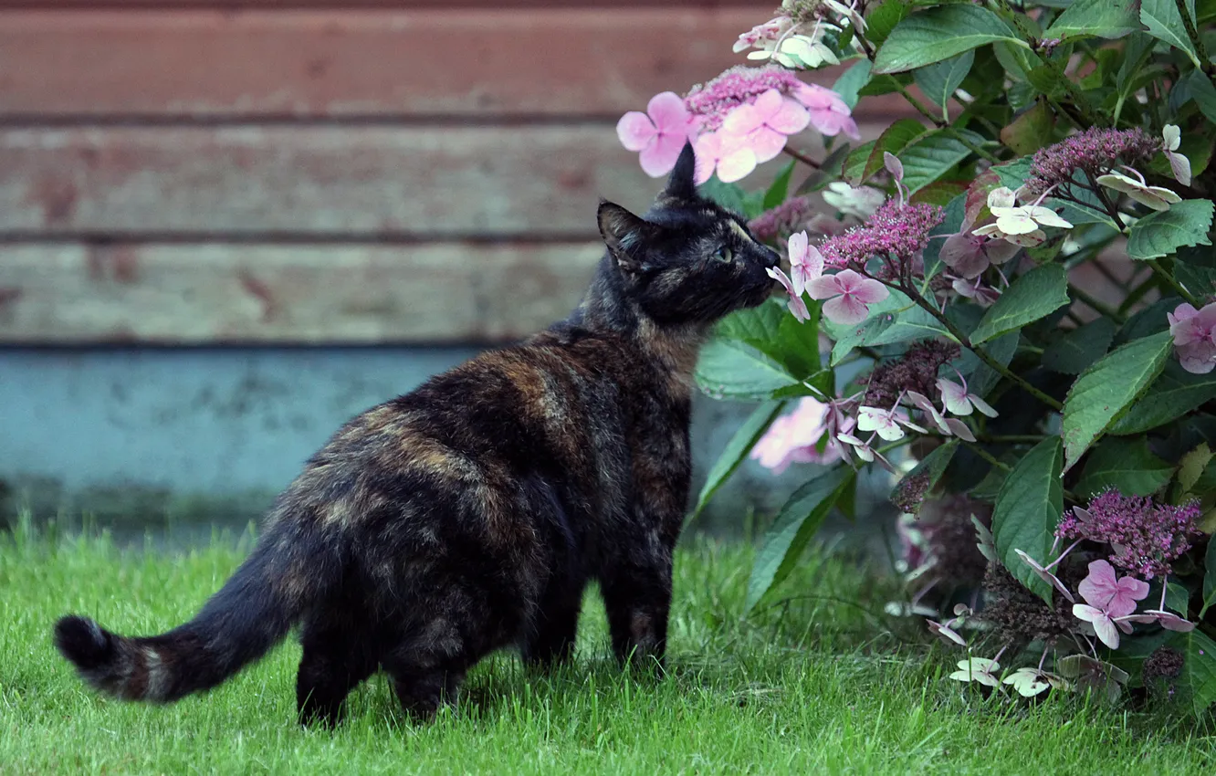 Фото обои кот, цветы, кошак, котяра