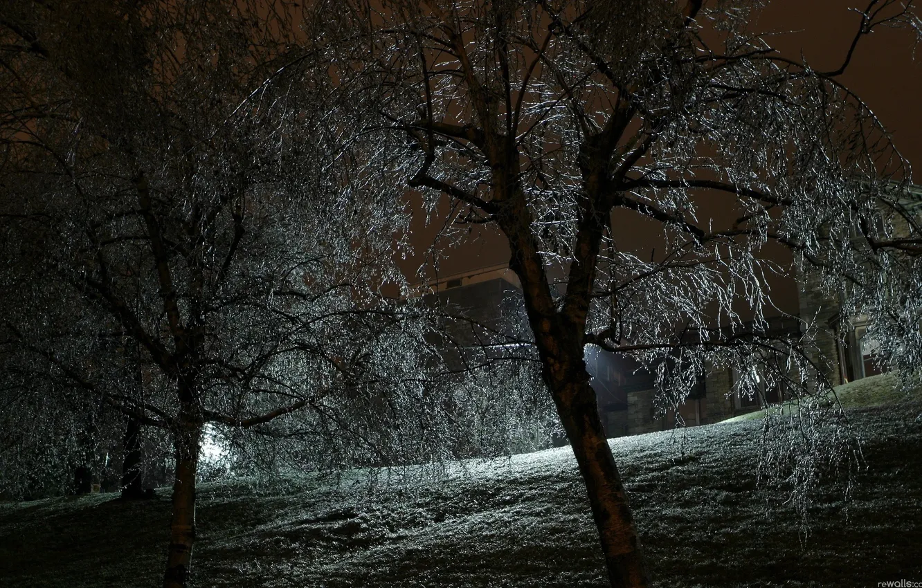 Фото обои свет, деревья, ночь
