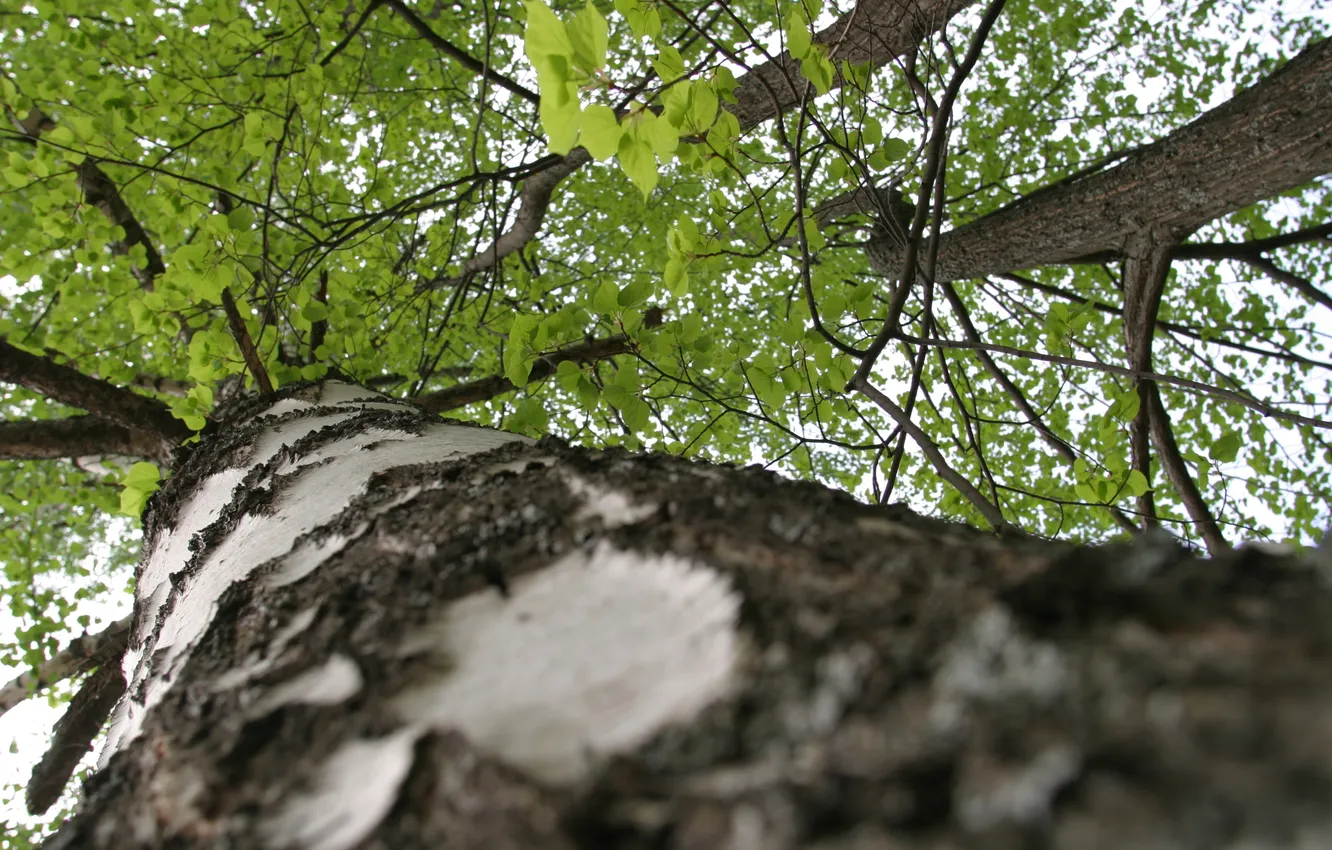 Фото обои природа, зеленый, дерево, береза