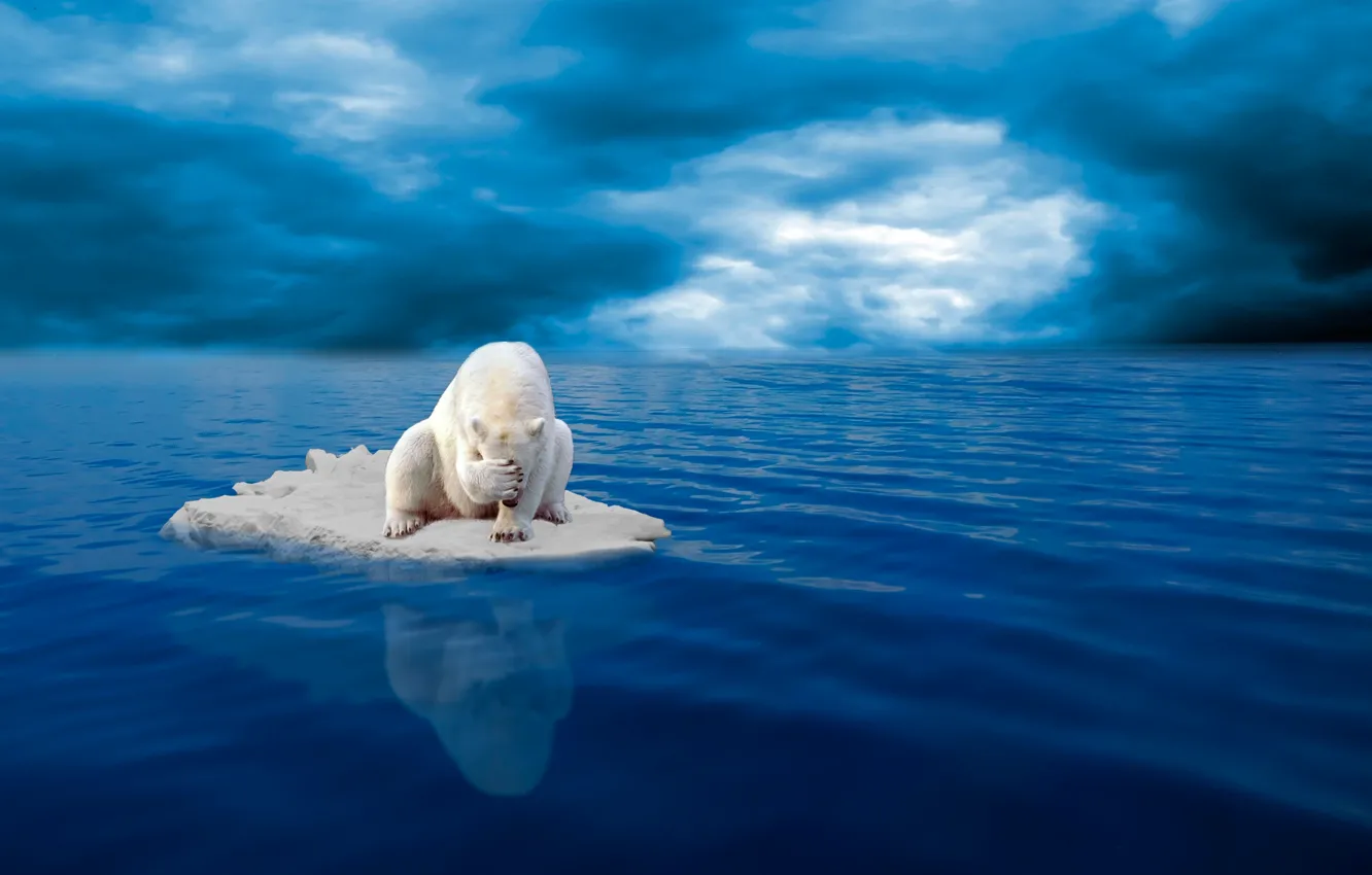 Фото обои отчаяние, льдина, белый медведь