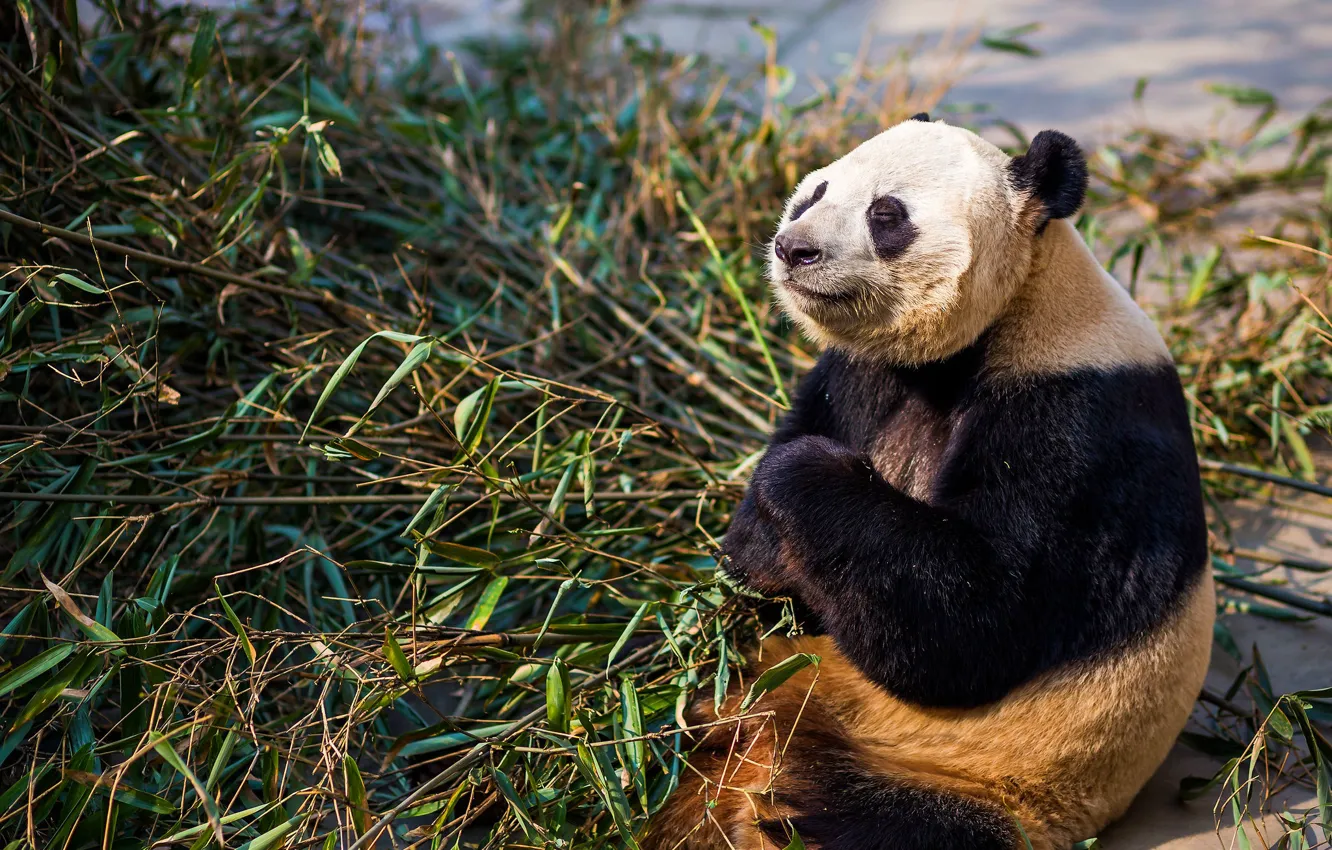 Фото обои морда, свет, поза, лапы, бамбук, медведь, медитация, панда
