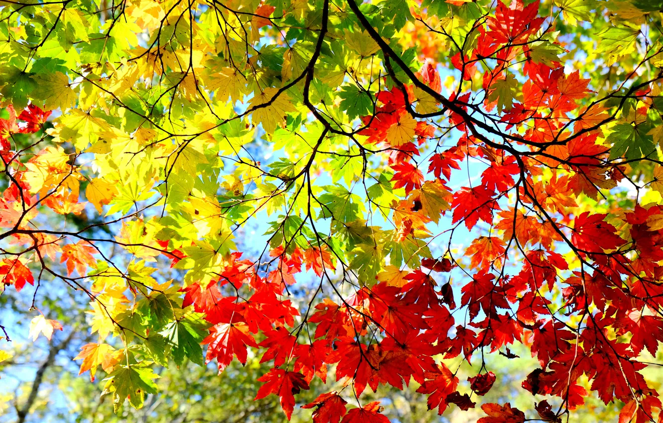 Фото обои осень, небо, листья, ветки, дерево, багрянец