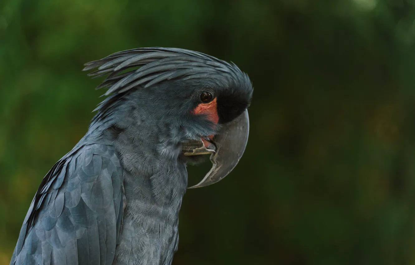 Фото обои bird, parrot, animal, wildlife