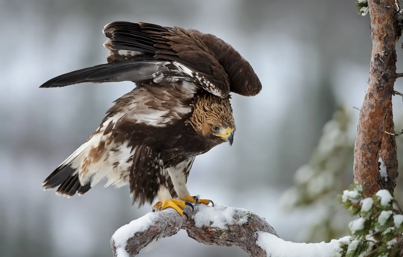 Фото обои зима, снег, орел, елка, крылья, ель, перья, Птица