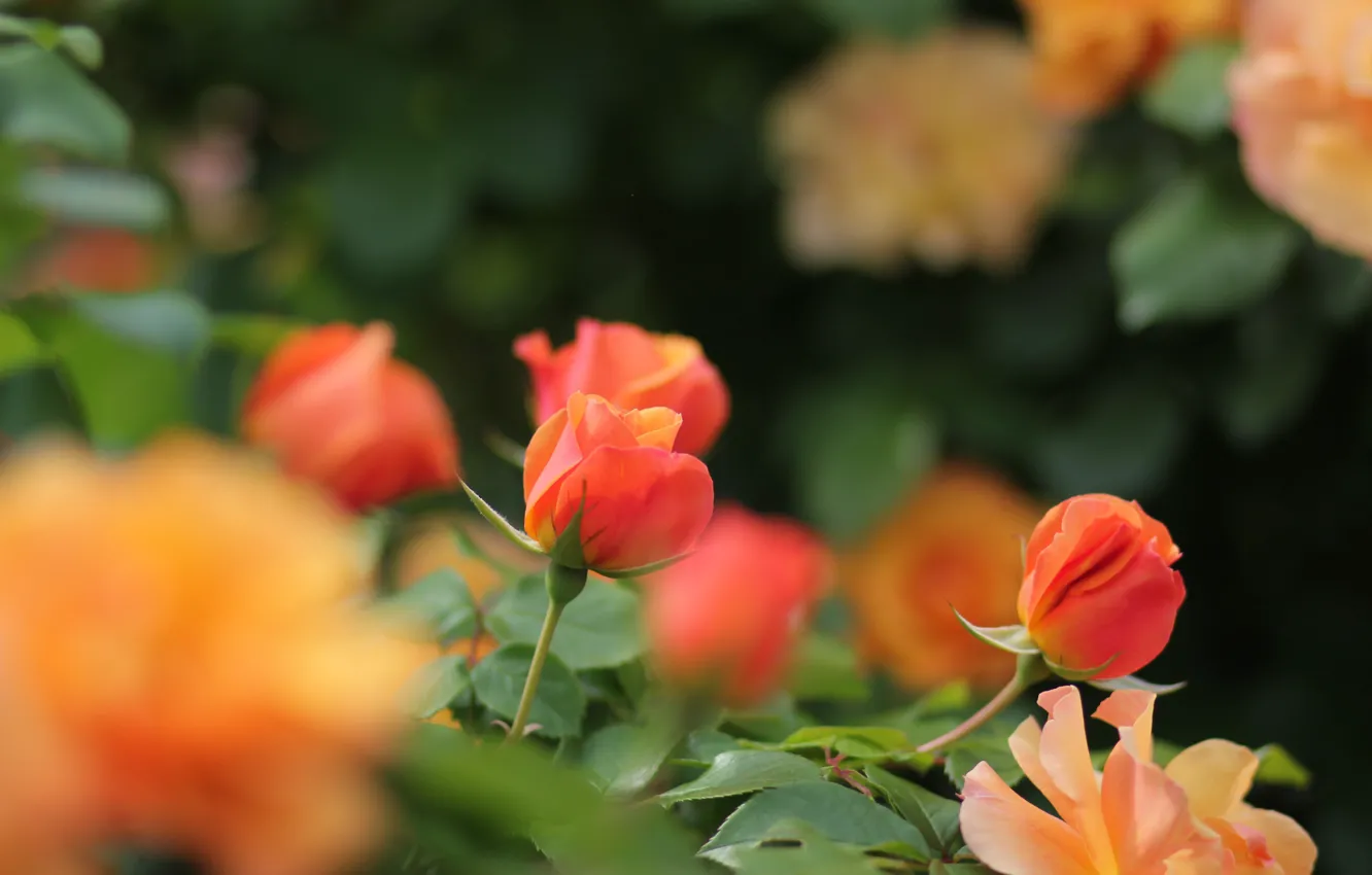 Фото обои оранжевый, розы, бутоны