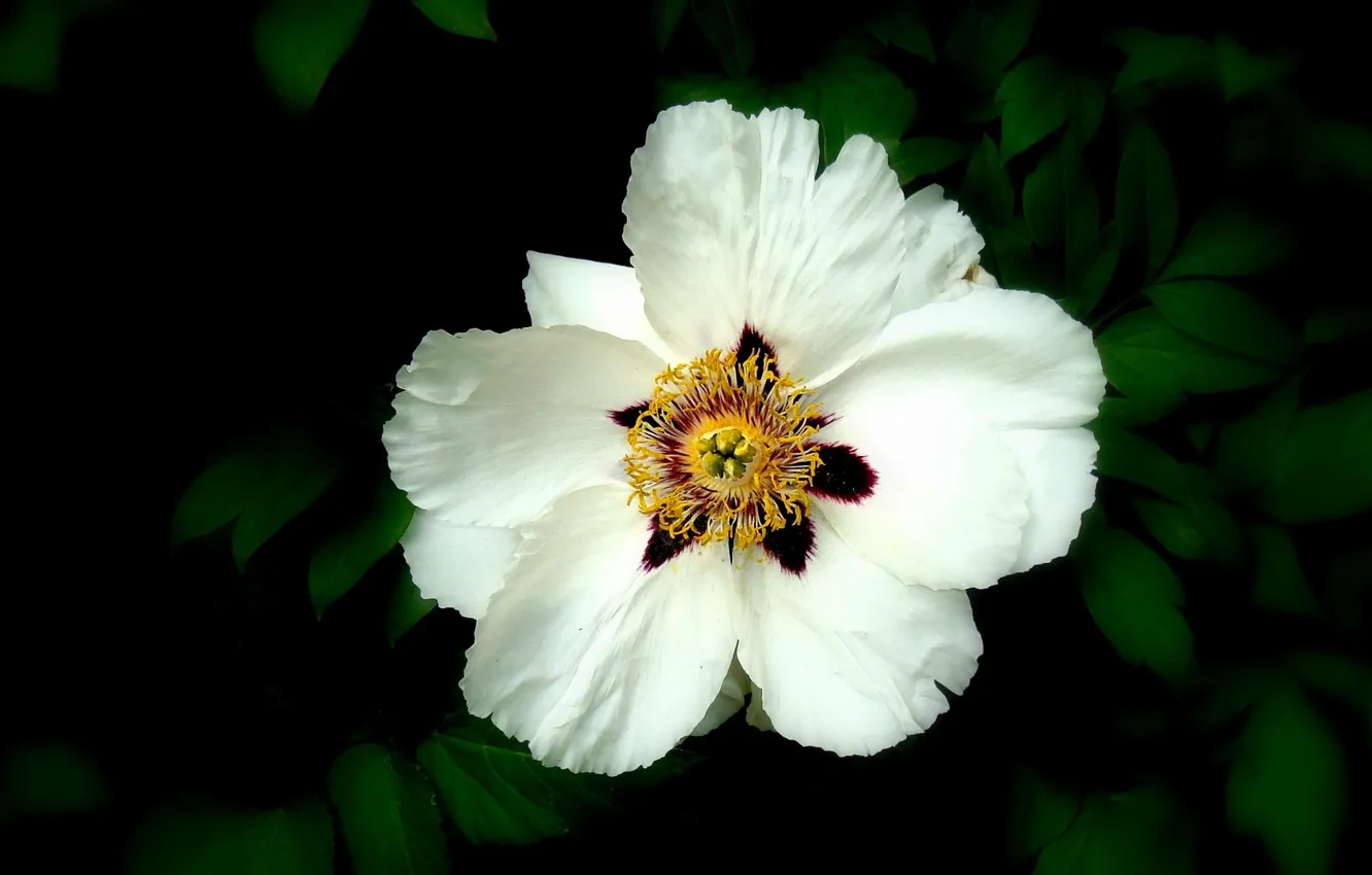 Фото обои цветок, растение, лепестки, flower