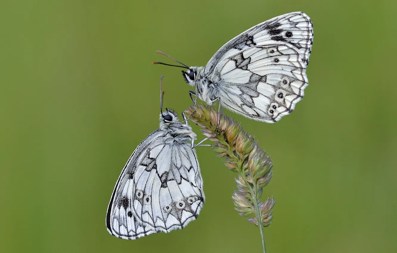 Фото обои бабочки, пара, травинка