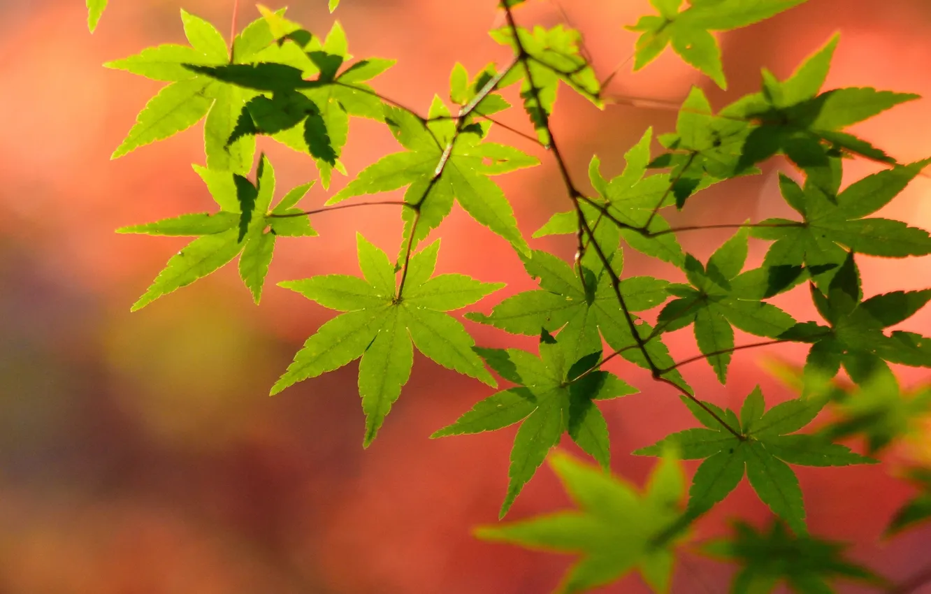Фото обои листья, природа, цвет, ветка, клен