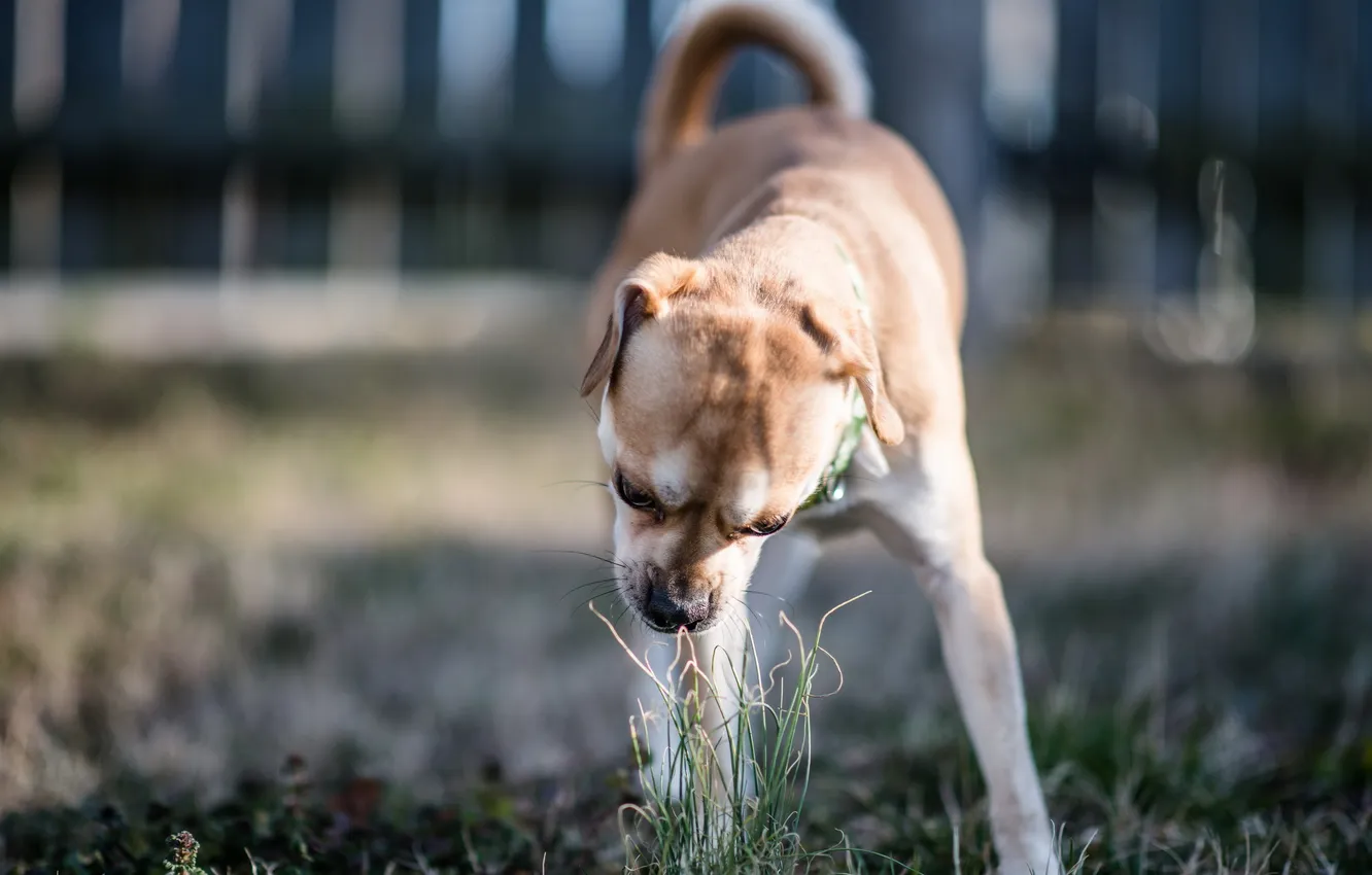 Фото обои трава, собака, двор
