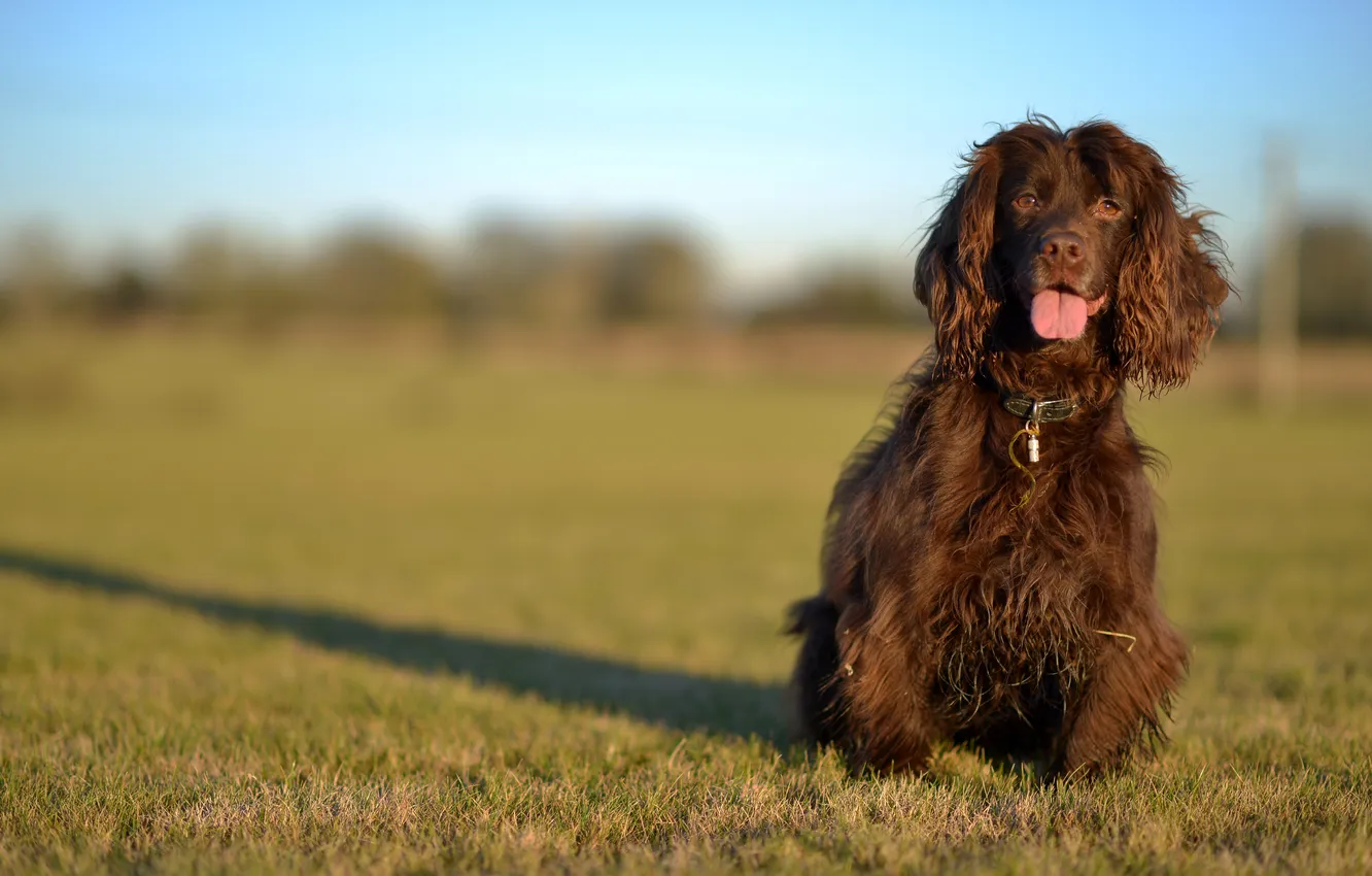 Фото обои gun, field, brown, dog, walk, pet, sitting, working