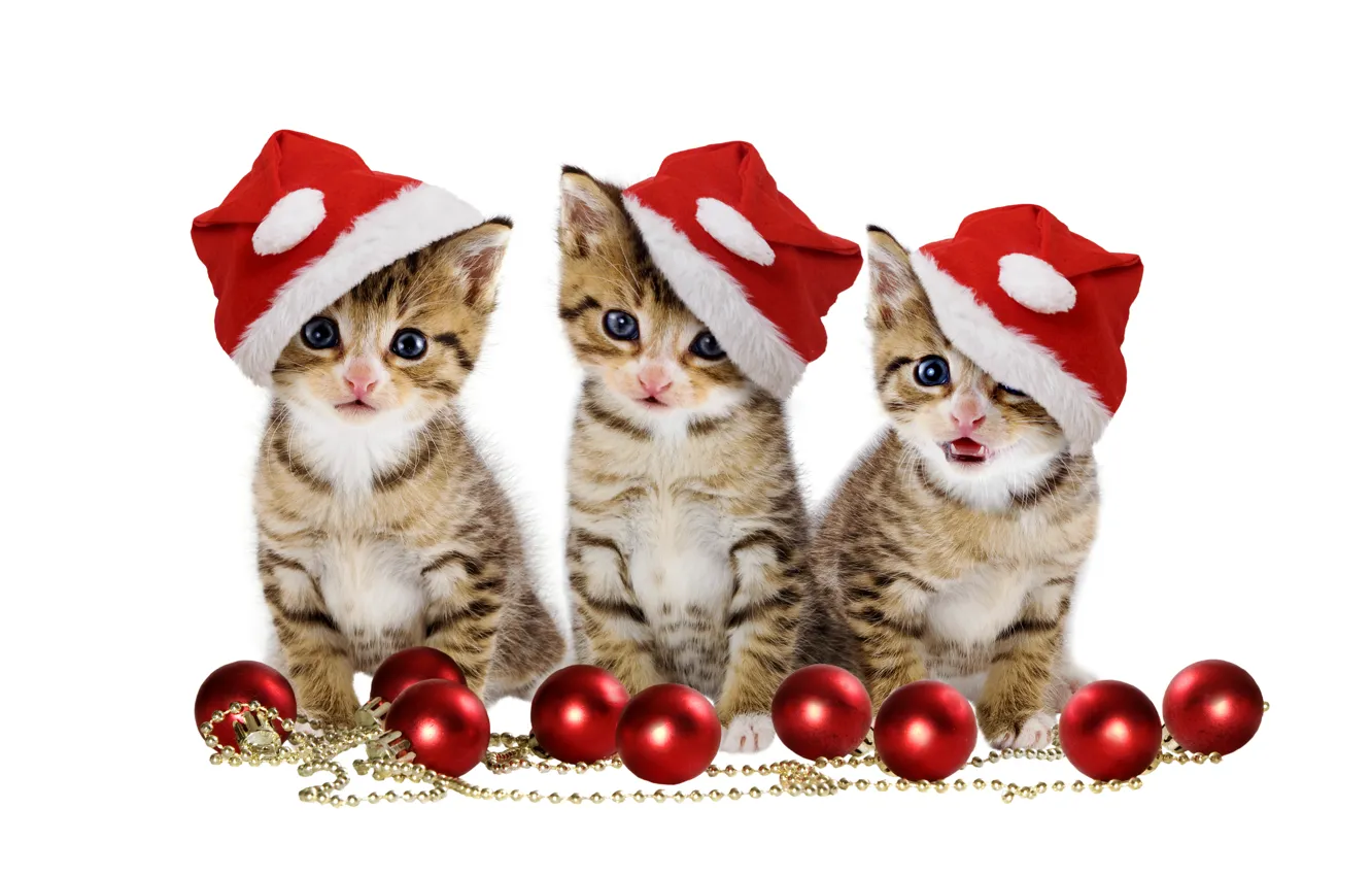 Фото обои christmas, magic, balls, hat, kitten, eyes, cat, beautiful