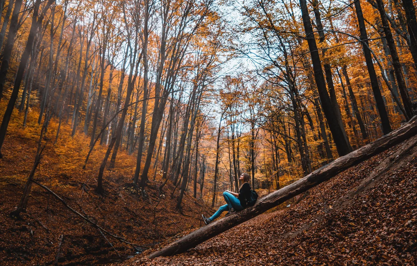 Фото обои осень, лес, девушка, деревья, David Bartus