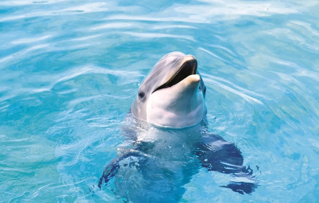 Фото обои море, вода, дельфин