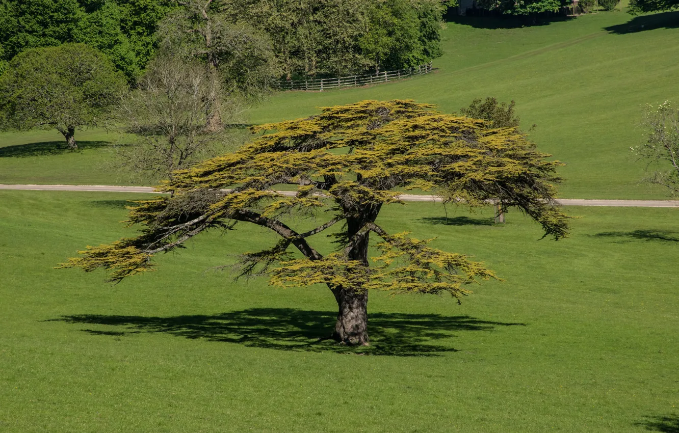Фото обои природа, дерево, равнина