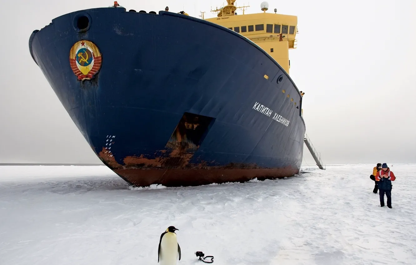 Фото обои лед, пингвин, ледокол