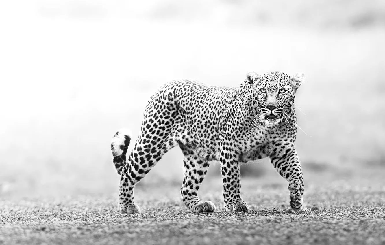 Фото обои leopard, cat, animal, big cat