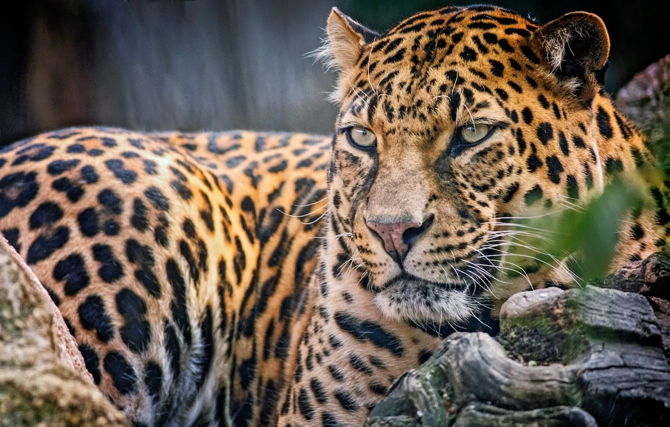Фото обои взгляд, хищник, леопард