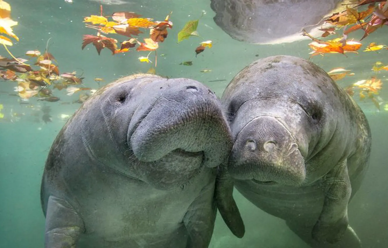 Фото обои love, animals, wildlife, herbivorous, Manatees