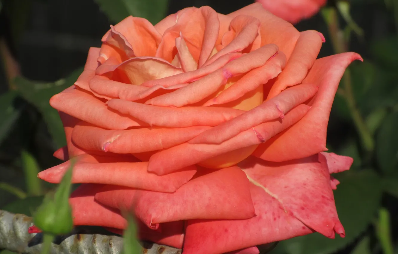 Фото обои цветок, роза, красота, оранжевая, лепестки, рыжая, 2018, Meduzanol ©
