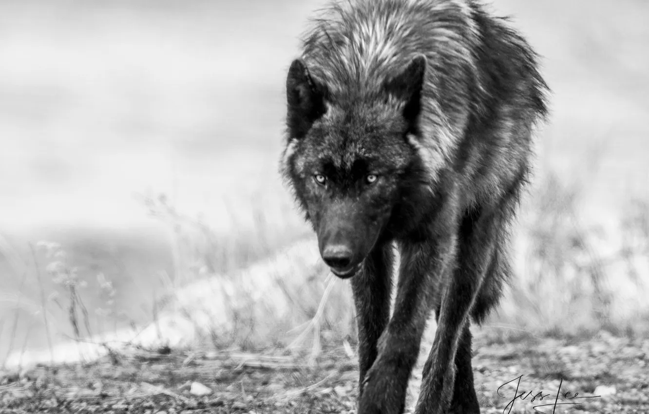Фото обои fantasy, nature, art, snow, predator, face, animal, wolf