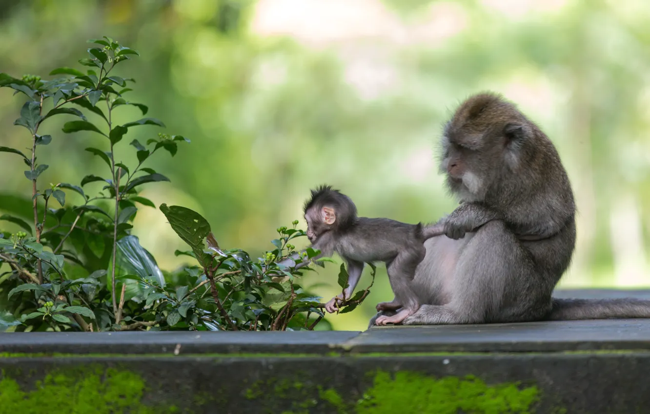 Фото обои куст, обезьяна, шимпанзе, тянет, ягод, за хвост