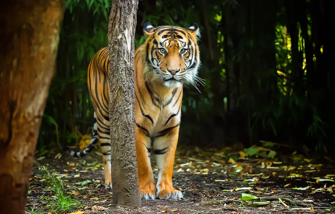 Фото обои взгляд, природа, тигр, полосы, хищник