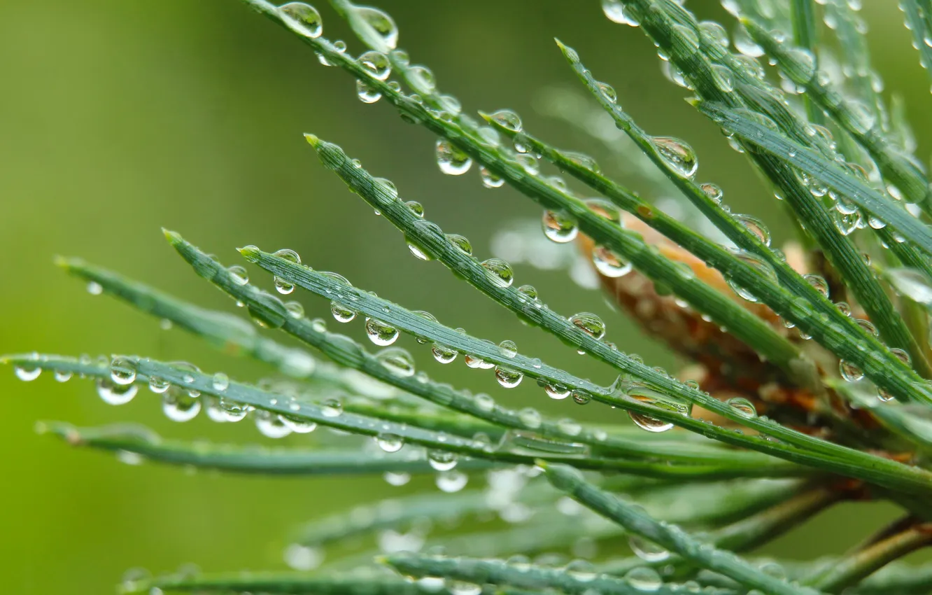 Фото обои water, drops, pine, twig