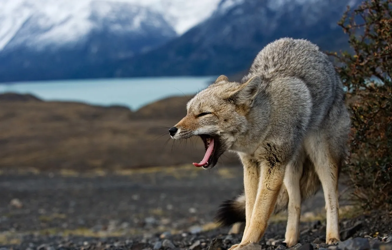 Фото обои волк, койот, koyot