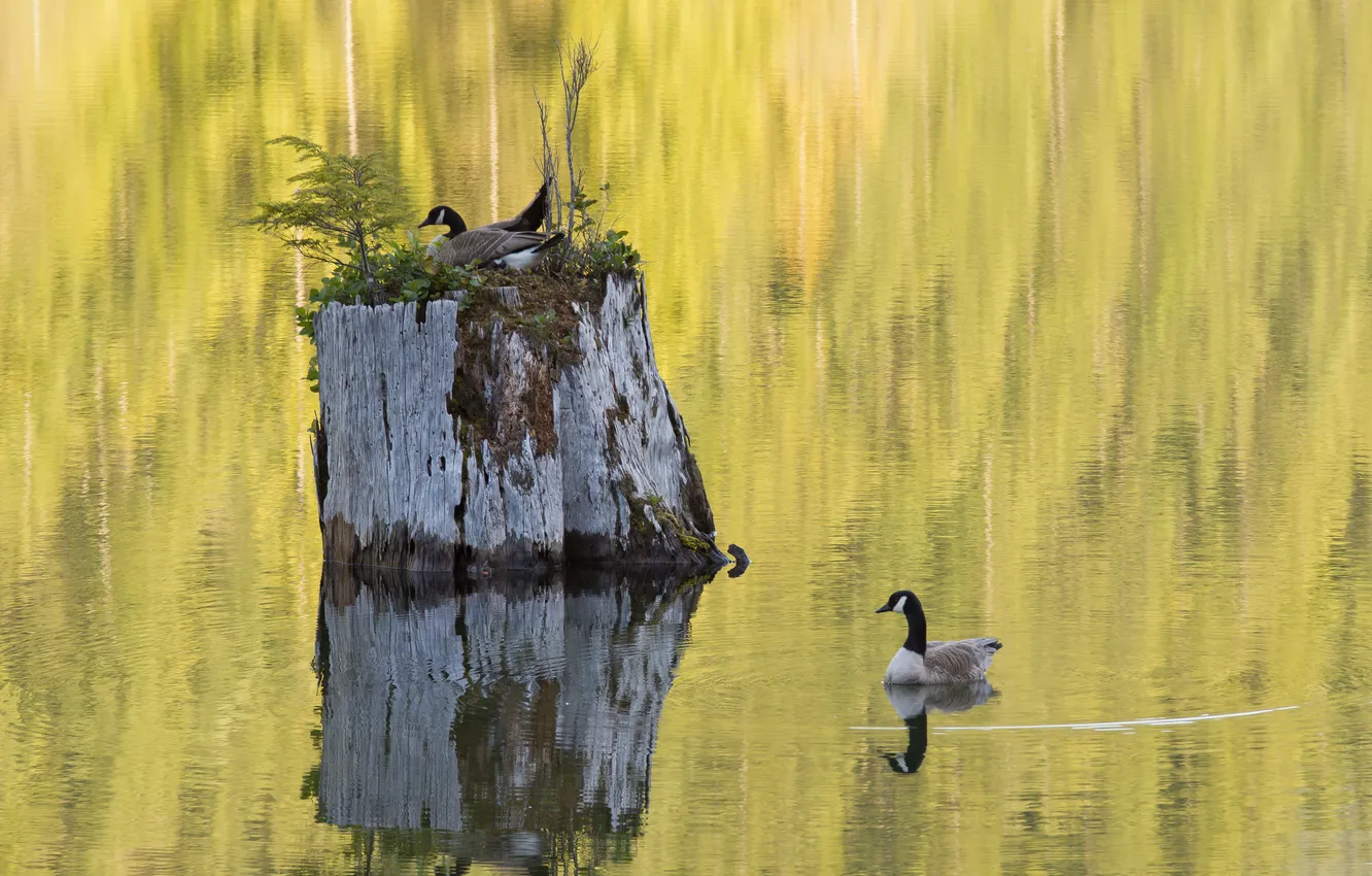 Фото обои вода, озеро, отражение, пень, утки