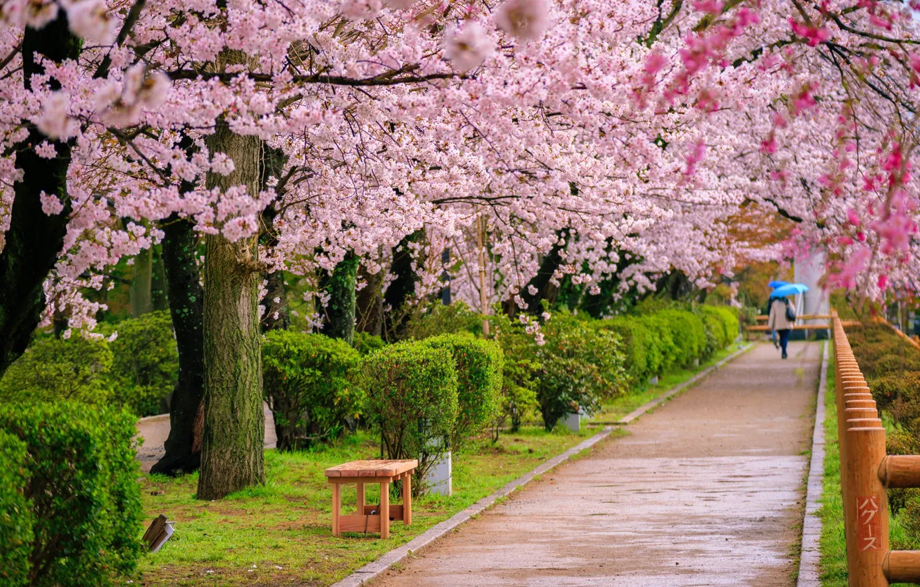 Фото обои Japan, цветение сакуры, аллея в парке