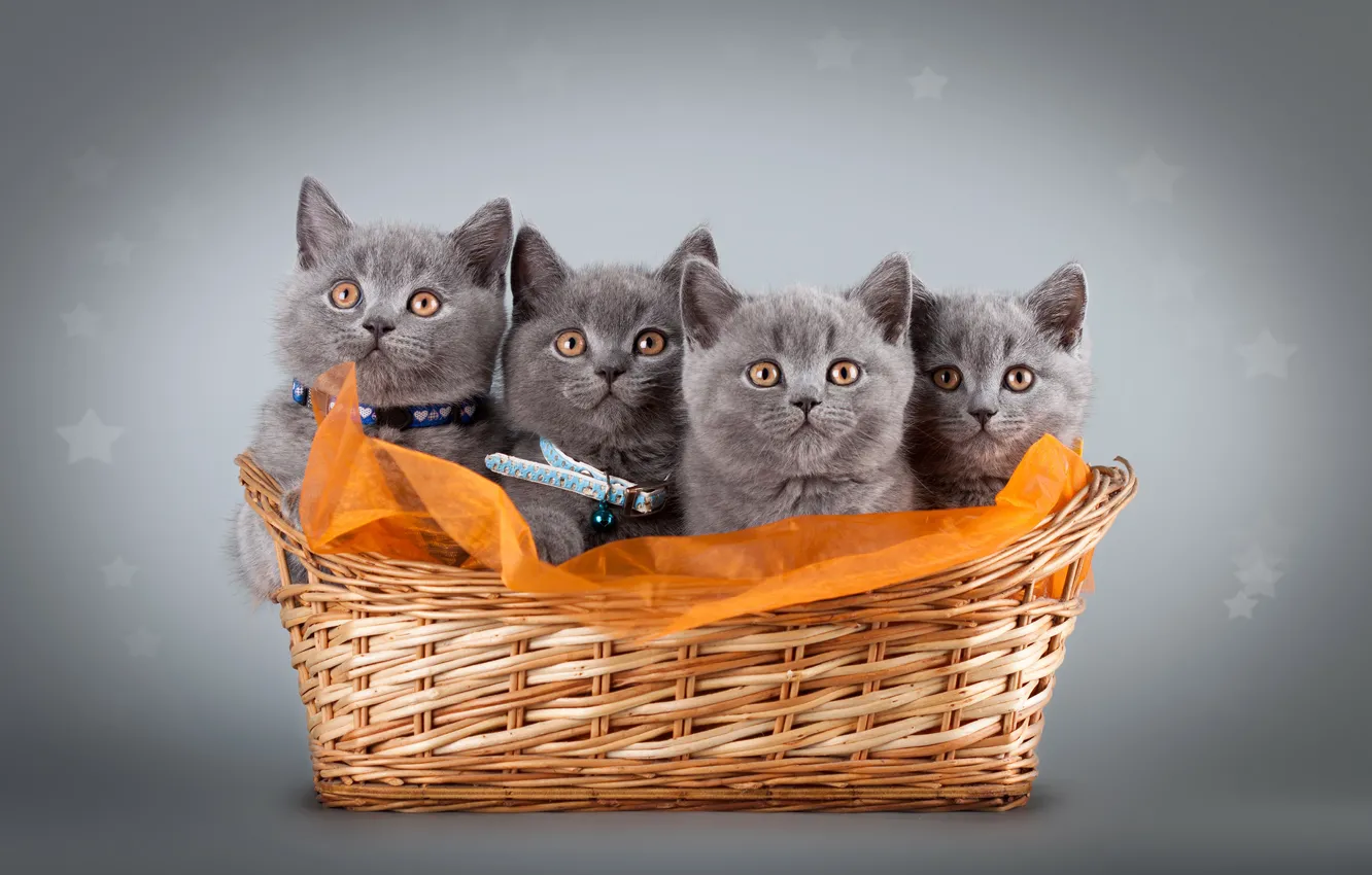 Фото обои кошки, котенок, серый, котята, ткань, корзинка, фотосессия, британский