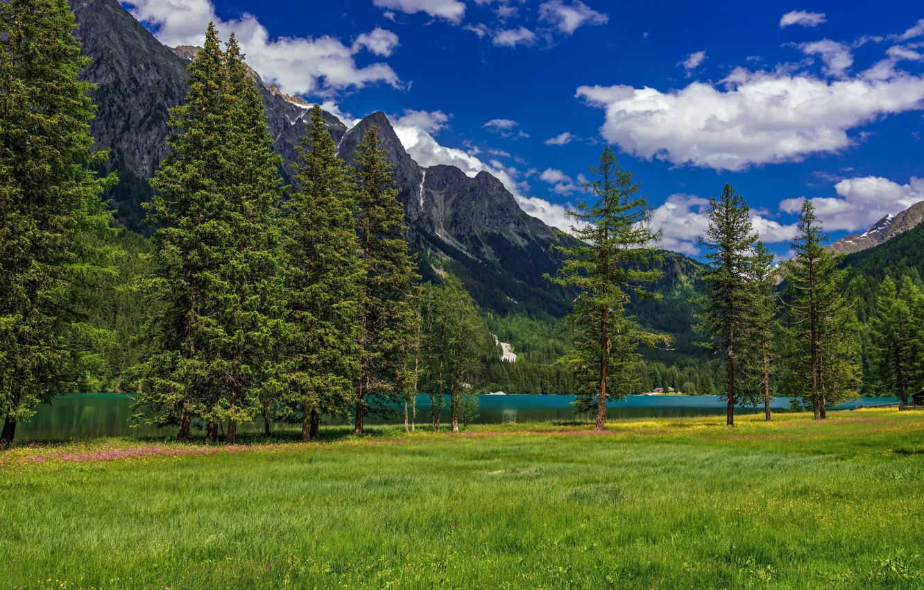 Фото обои деревья, горы, озеро, ели, Альпы, Италия, лужайка, Italy