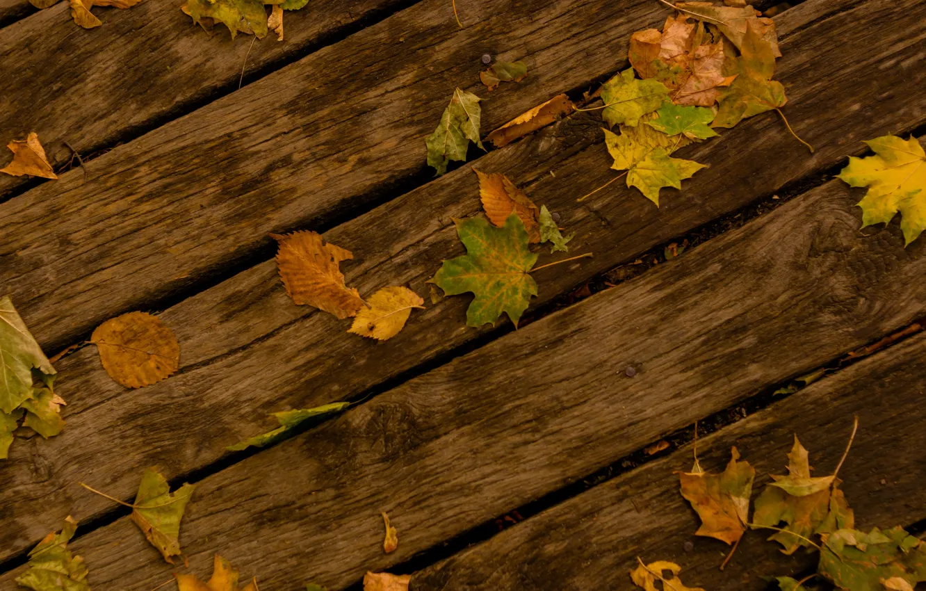 Фото обои осень, листья, дерево, дорожка, клен