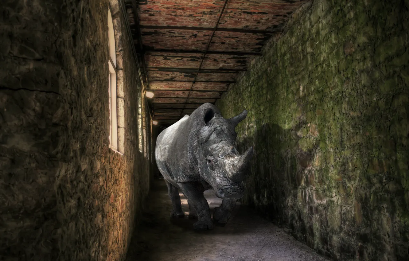 Фото обои фон, носорог, помещение