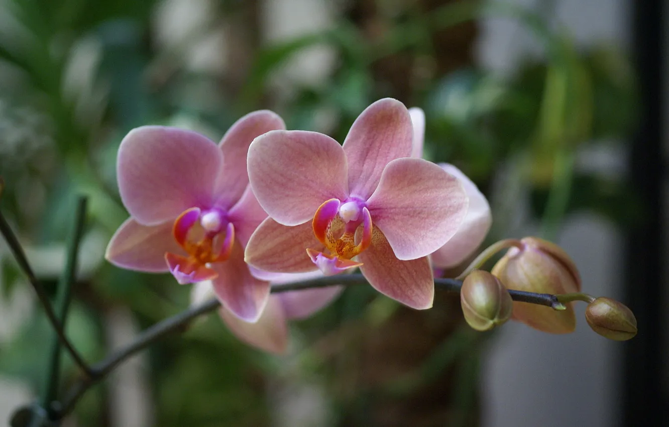 Фото обои цветы, розовая, красота, экзотика, орхидея, pink, blossom, фаленопсис