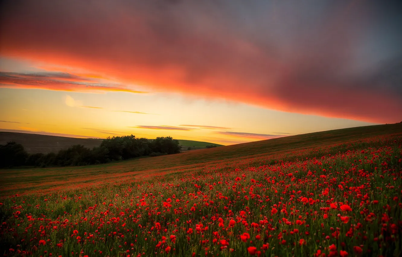 Фото обои поле, небо, закат, цветы, маки