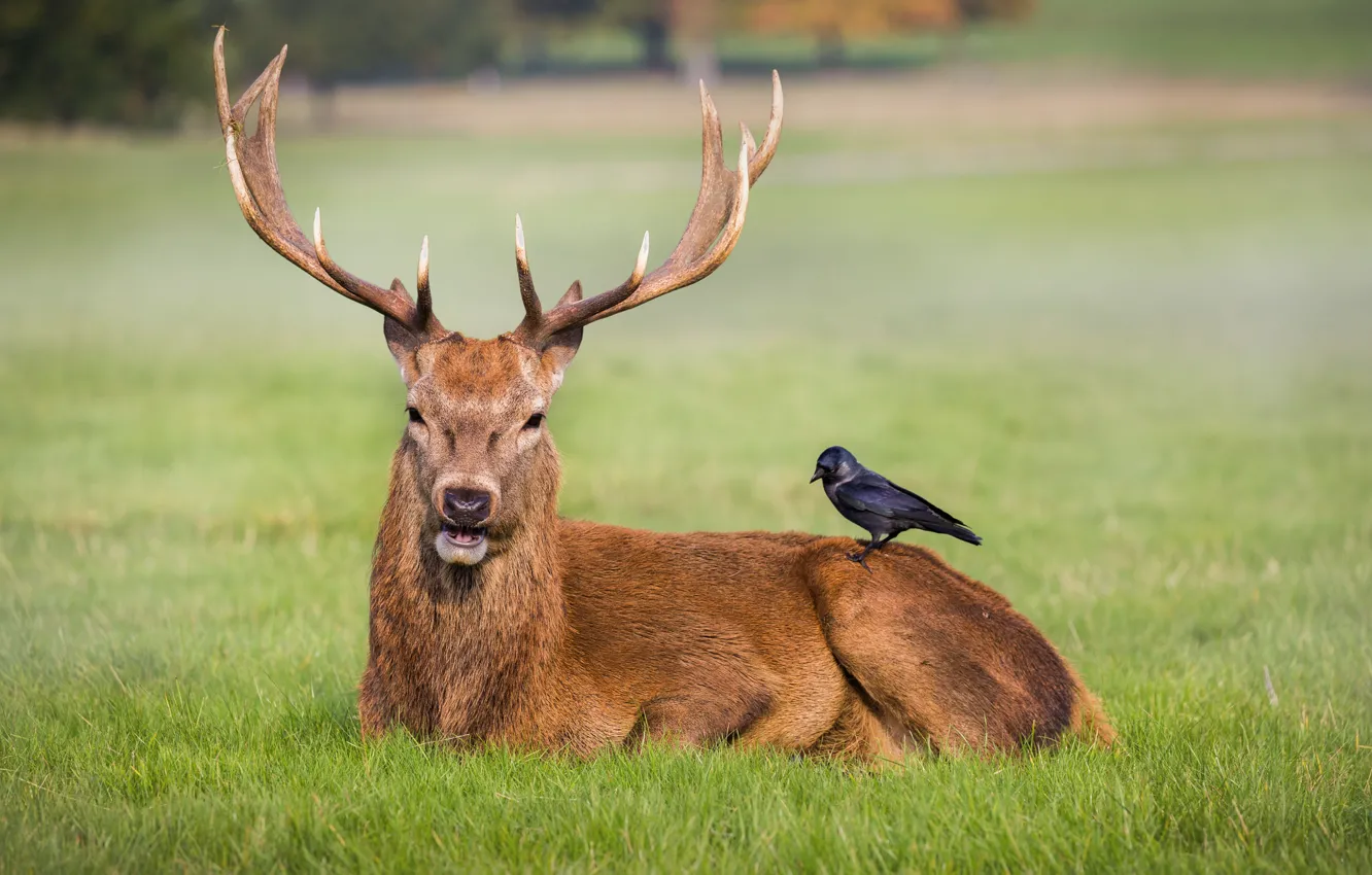 Фото обои grass, field, crow, park, friends, deer, wildlife, antlers