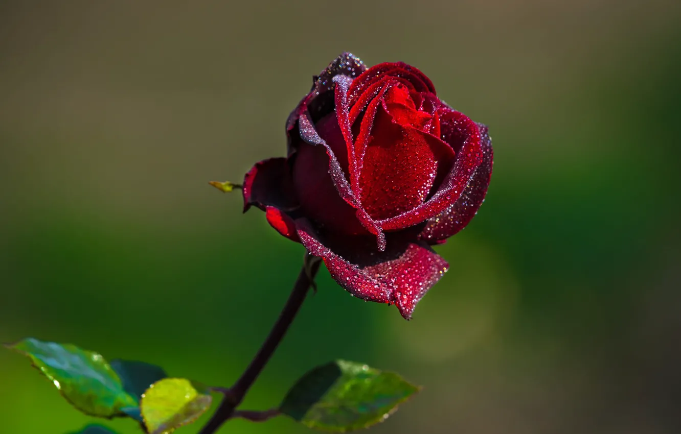 Фото обои капли, роза, красная