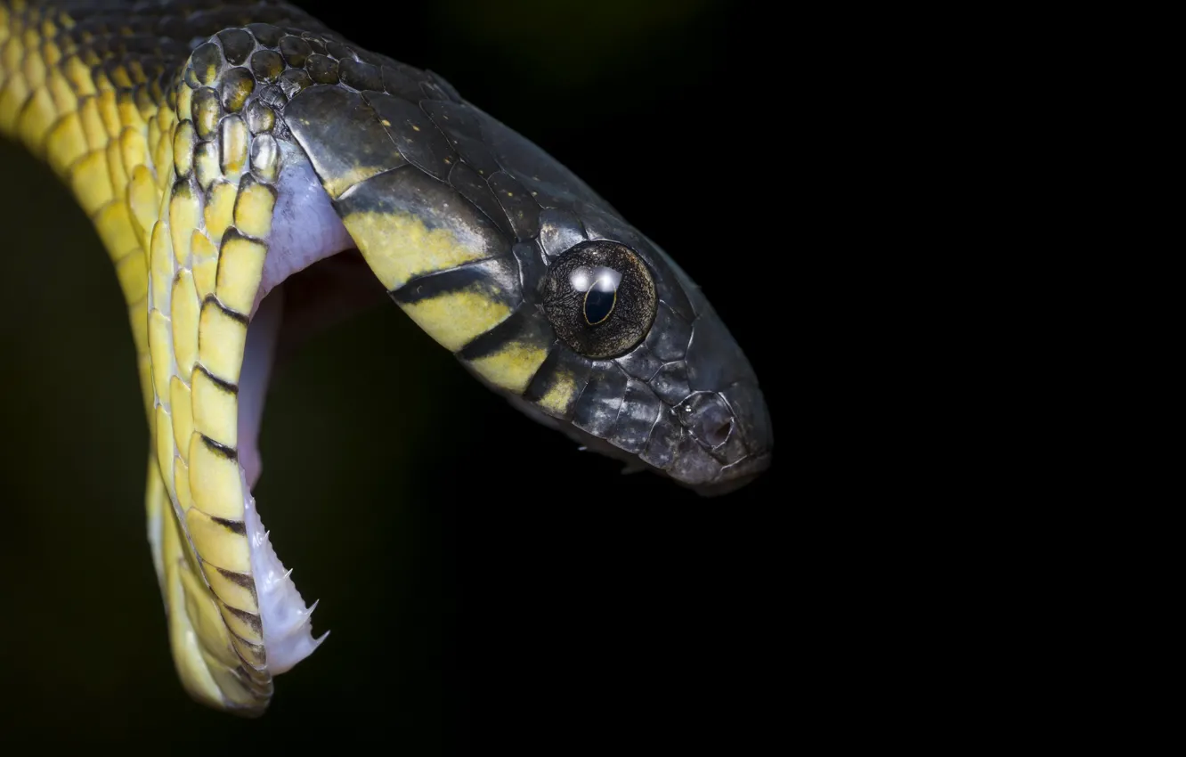 Фото обои природа, фон, Blandings Tree Snake, Toxicodryas blandingii
