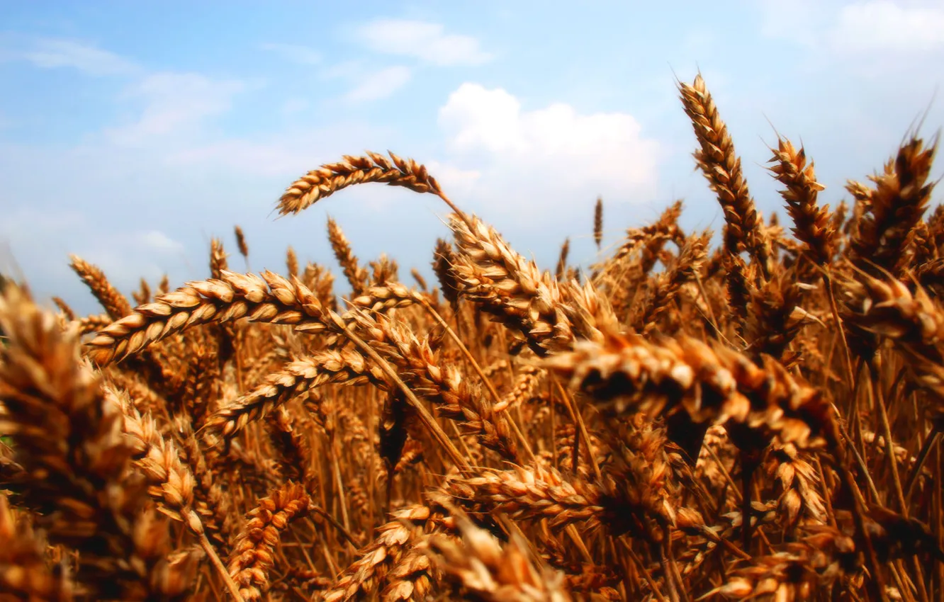 Фото обои пшеница, небо, колосья
