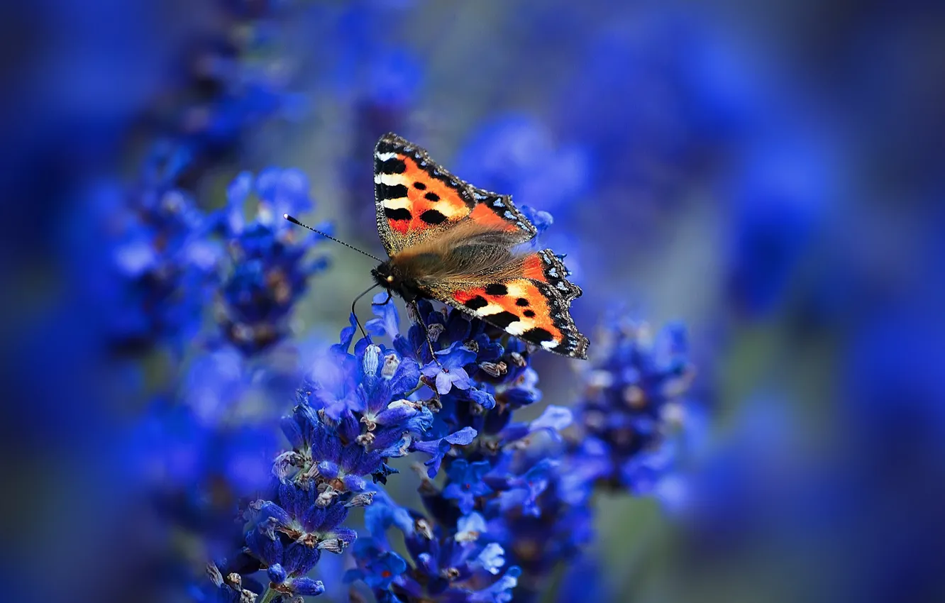 Фото обои макро, цветы, бабочка, крылья, мотылек, соцветие, крапивница