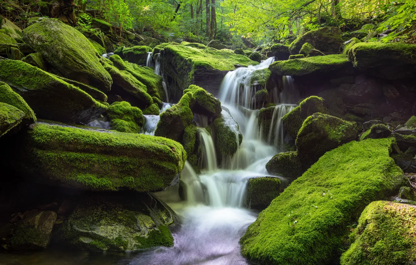 Фото обои лес, вода, природа, камни, водопад, мох, Южная Корея