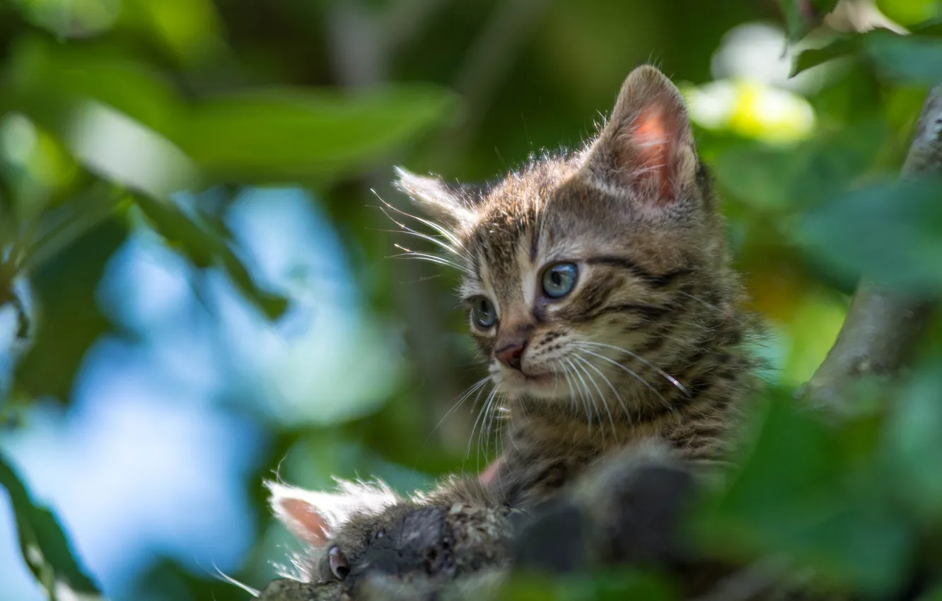 Фото обои котёнок, на дереве, боке