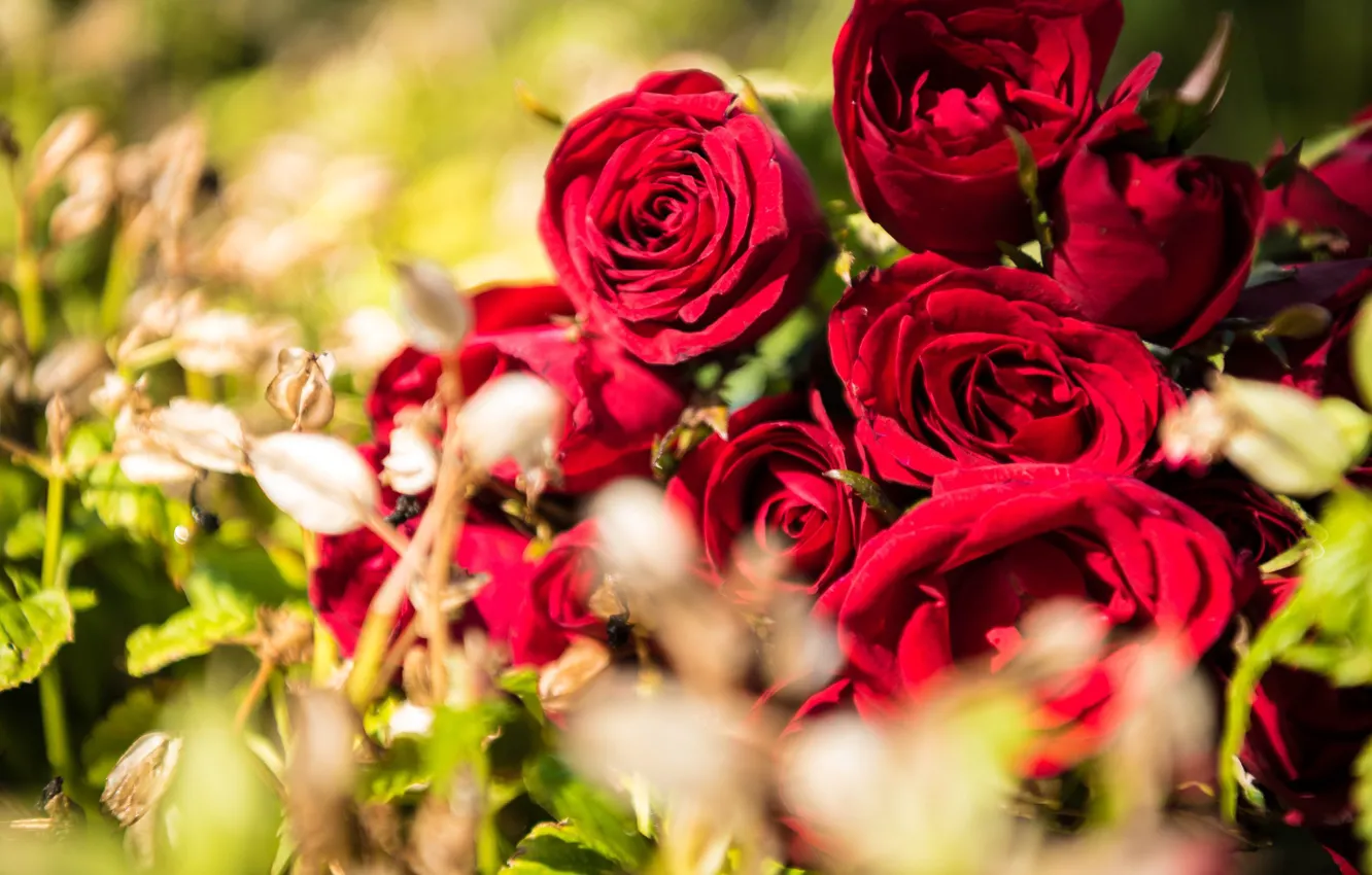 Фото обои Цветы, Природа, Букет, Бутоны, Красные розы