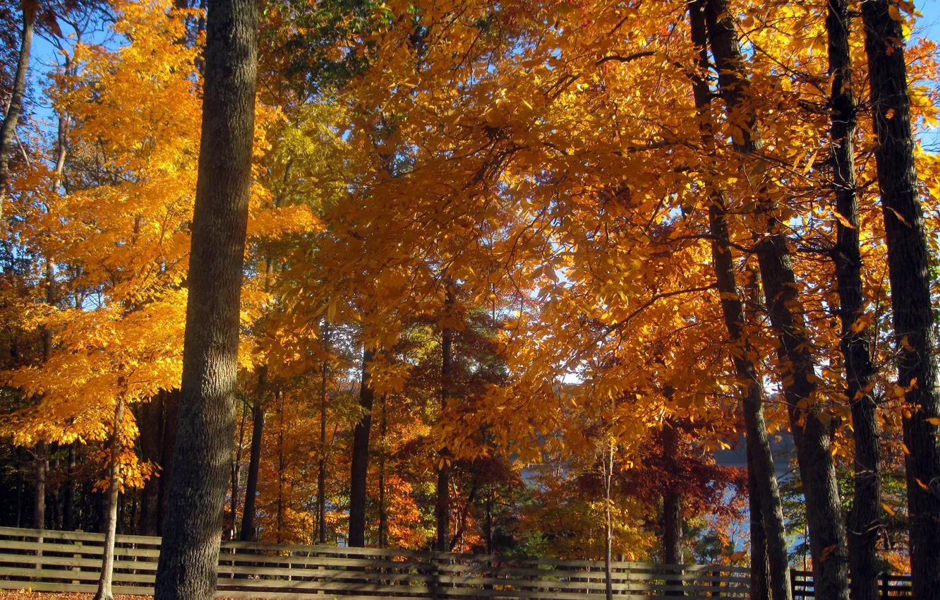 Фото обои Осень, Деревья, Fall, Autumn, Colors, Trees