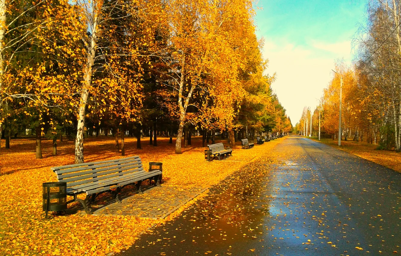 Фото обои листья, скамейка, листва, вечер, Парк, золотая осень, Омск