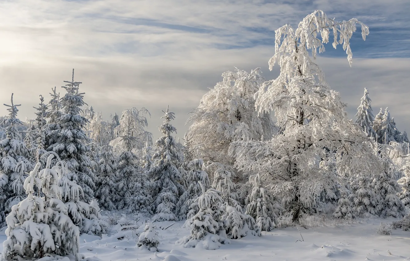 Фото обои зима, лес, Germany, Rhineland-Palatinate, Thranenweier